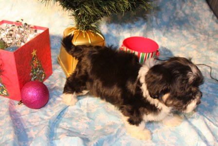 havanese-puppies